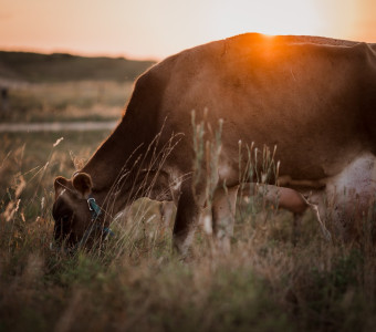 Jersey Cows in Kansas