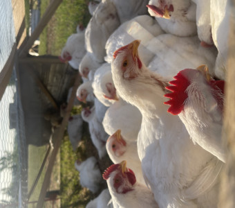 Cornish cross chickens