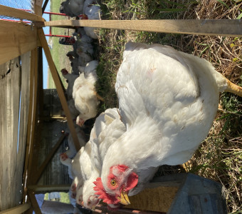 Cornish cross chickens