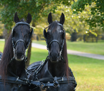 Carriage horses and your host.