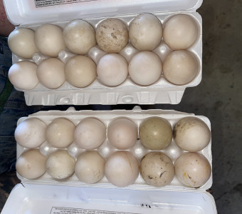 Muscovy duck eggs to hatch or eat