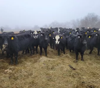 Curious Cattle
