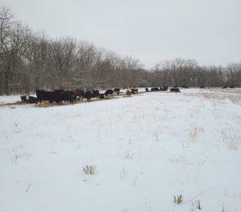 Cattle on Unrolled Hay