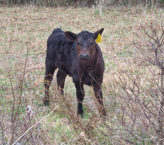 Baby Calf