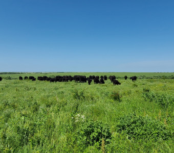 Cattle on Green Grass