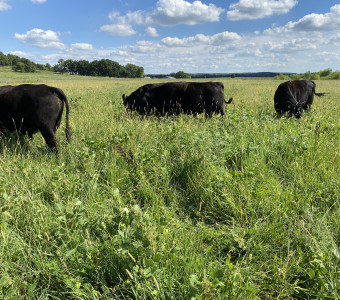 Contentment grazing a deversed forage mix.    