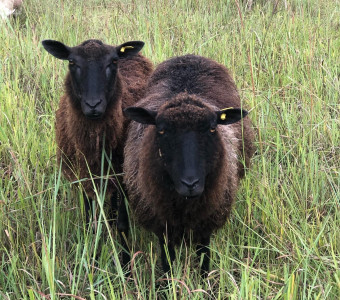 Finnsheep in Kansas