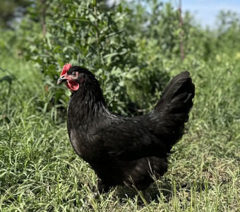 Black Australorp