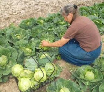 Ramona Crisp with Cabbage in Kansas