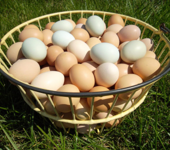 Eggs in Kansas