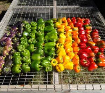 Kansas grown Peppers