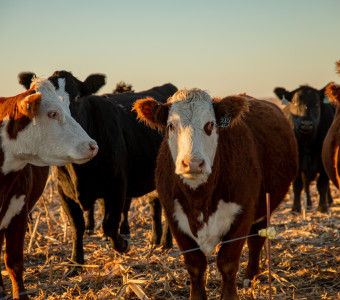 Cows in field in Kansas