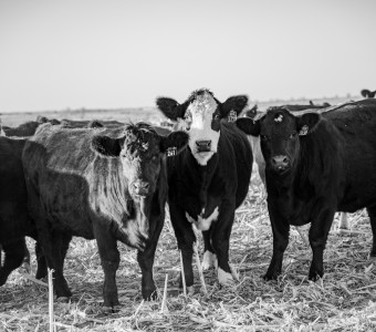 Kansas cows in field b/w