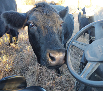 Beef from Kansas for sale