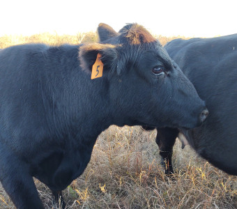 Kansas grown beef