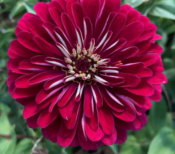 Zinnia flower