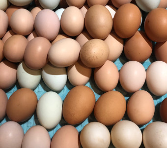 farm fresh eggs in Kansas