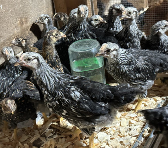 Chicks for sale in Kansas