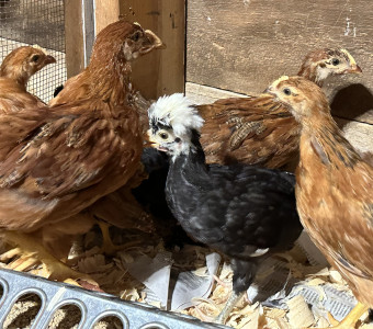 Kansas Chicks for sale
