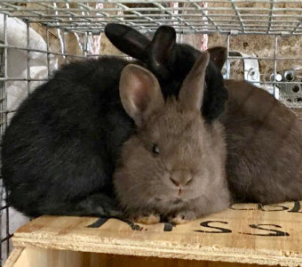 Chocolate Silver Fox Kits