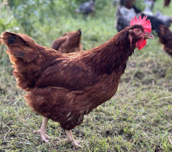 Rhode Island Red