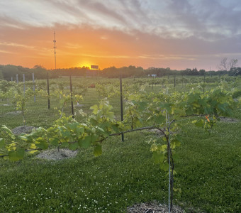 Vineyard in Kansas