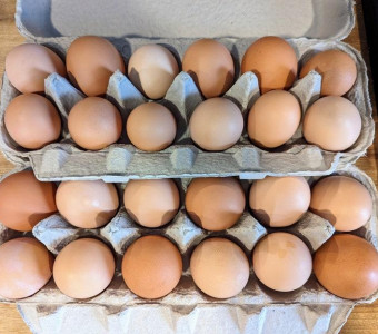 Kansas Farm Fresh Eggs