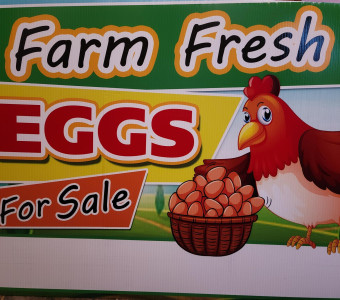 Farm Freash Eggs in Coffeyville