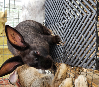 Breeder rabbit