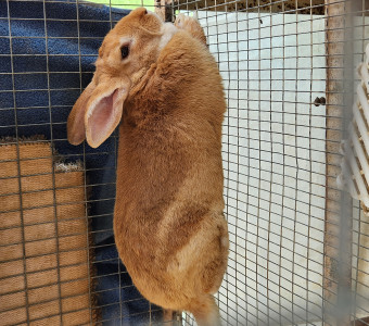 Breeding buck rabbit