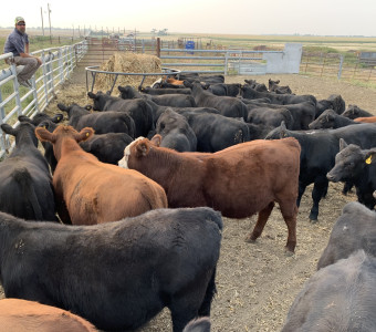 sorting steers