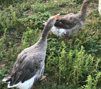 French Toulouse Geese Pair