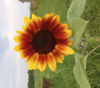 Bi-color sunflower
