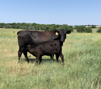 Angus cow-calf pair