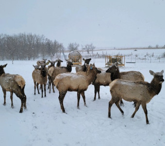 Elk during winter