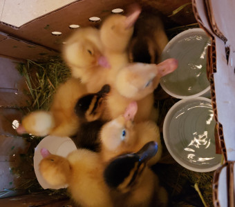 Eight ducklings cuddling together in their brooder box.