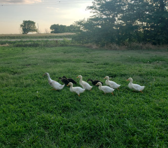 A small flock of brown and white ducks standing in a green pasture at sunset with green trees in the background.