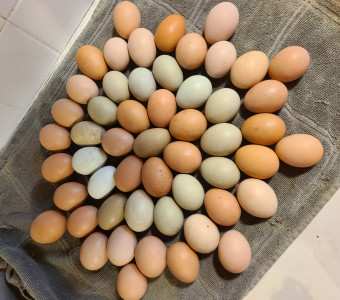 Plenty of egg to go around. 