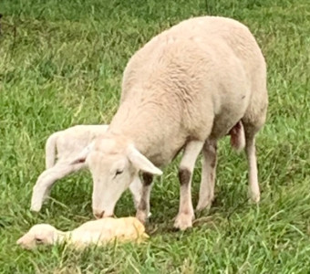 Springtime on the farm.