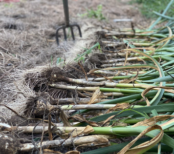 Digging Our Garlic at Cottonwood Hollow