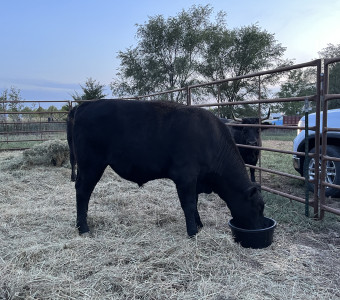 Wagyu steer