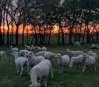 Ewes at sunset in Kansas