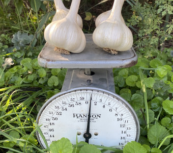 Garlic Bulbs for Sale