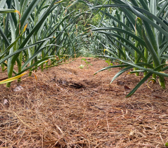 Growing Garlic