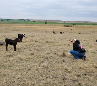 Talking to the calves