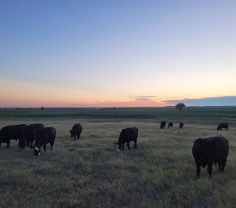 Boys at sunset