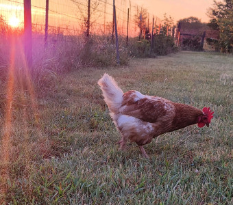 A chicken in the yard at sunrise