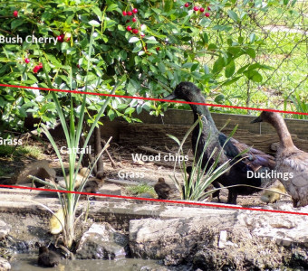 Blue and Black Cayuga duck hens with ducklings underneath a cherry bush