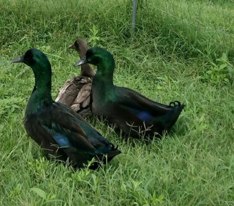 Irridescent green Cayuga duck drakes with a gray or blue Cayuga hen