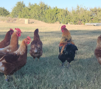 Chickens in the yard.